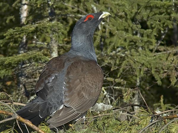 Metso, Western Capercaillie, Tetrao urogallus 